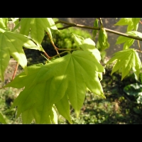 Acer palmatum cv Saoshika (fam Aceracees) (3)